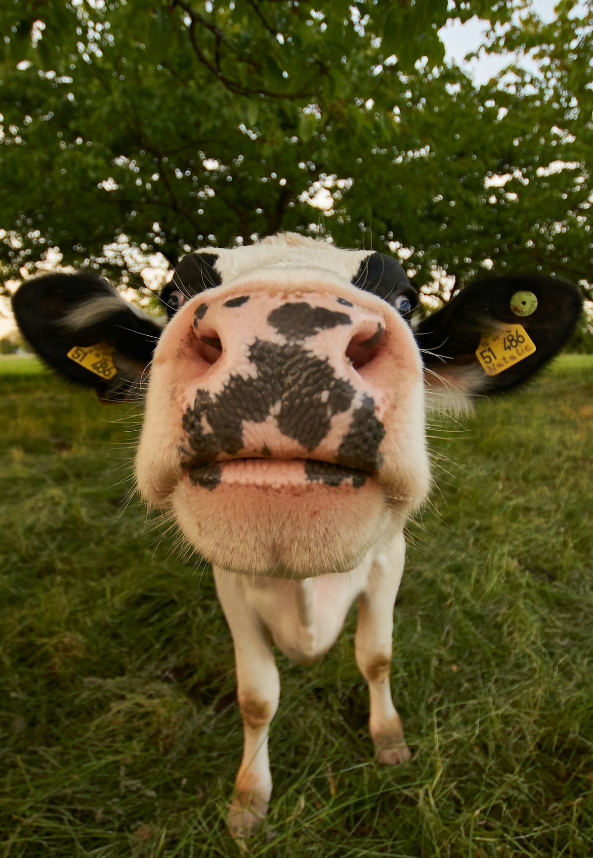 Cows