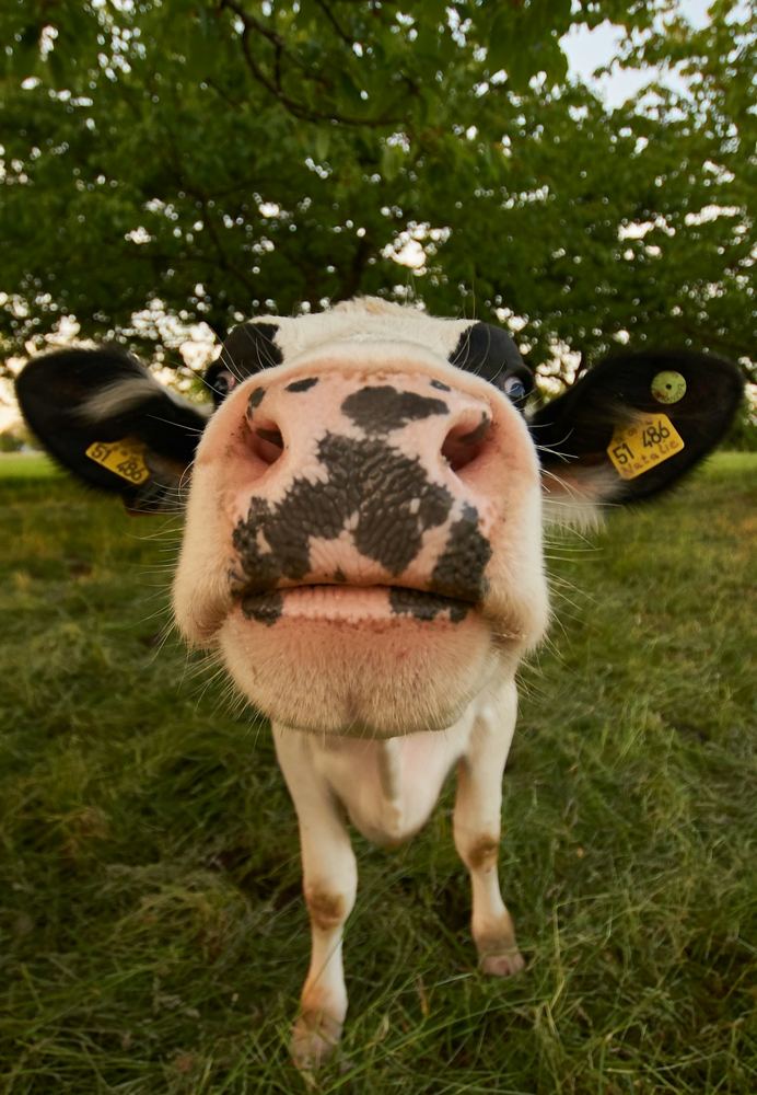 Cows